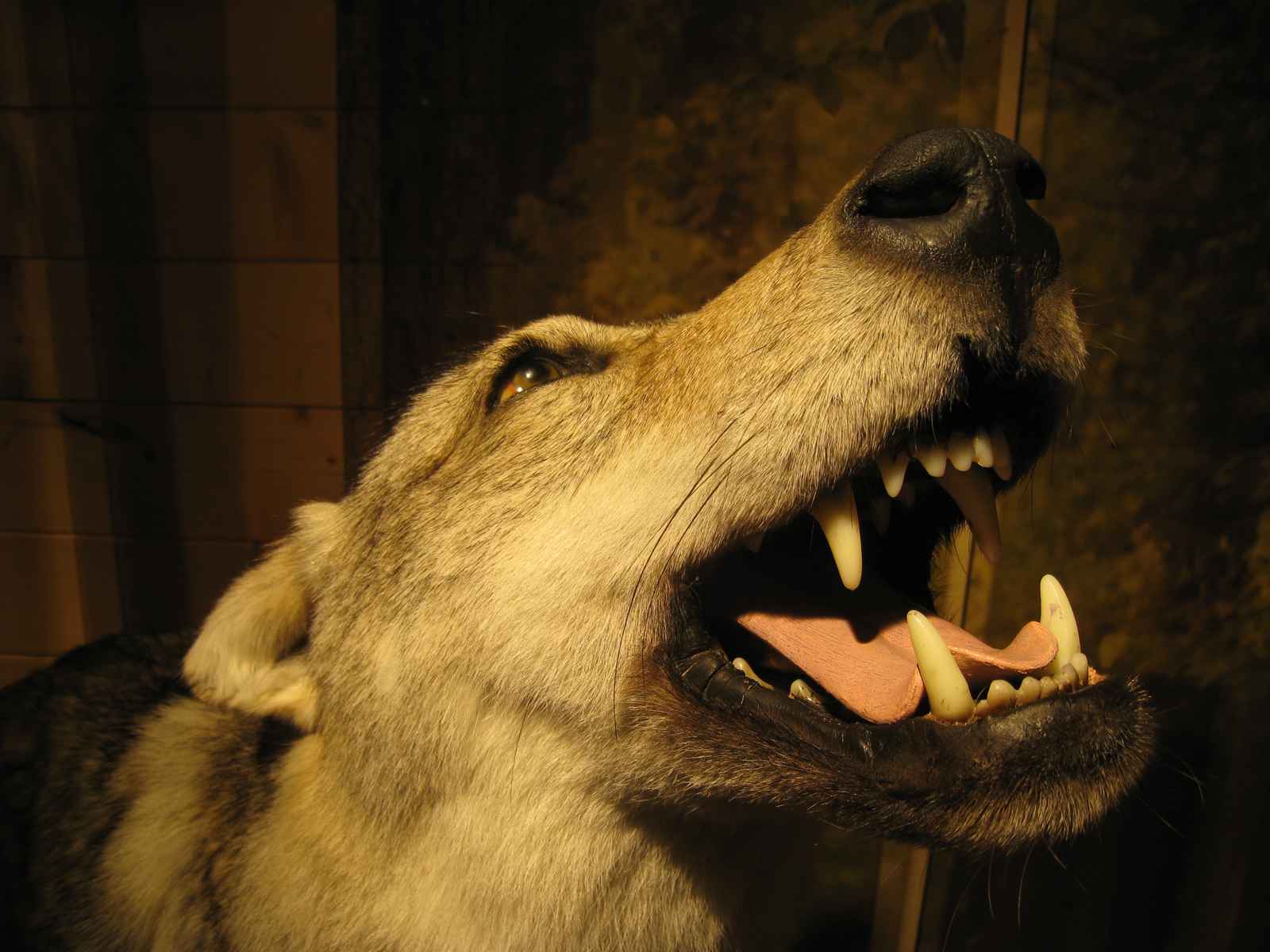 Wolfskopf, heulend