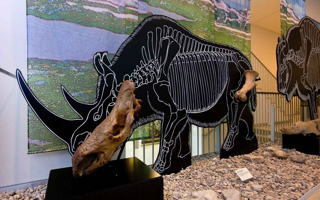 Mammut, Mensch &&nbsp;Co.